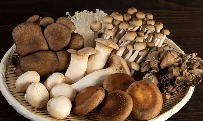 Telugu Benefits Of Mushroom Tea, Good Health, Health, Health Tips, Latest News, Mushroom Tea, Mushroom Tea For Health, Over Weight, Reduce Over Weight, Weight Loss-Telugu Health - తెలుగు హెల్త్ టిప్స్ ,చిట్కాలు Telugu Benefits Of Mushroom Tea, Good Health, Health, Health Tips, Latest News, Mushroom Tea, Mushroom Tea For Health, Over Weight, Reduce Over Weight, Weight Loss-Telugu Health - తెలుగు హెల్త్ టిప్స్ ,చిట్కాలు