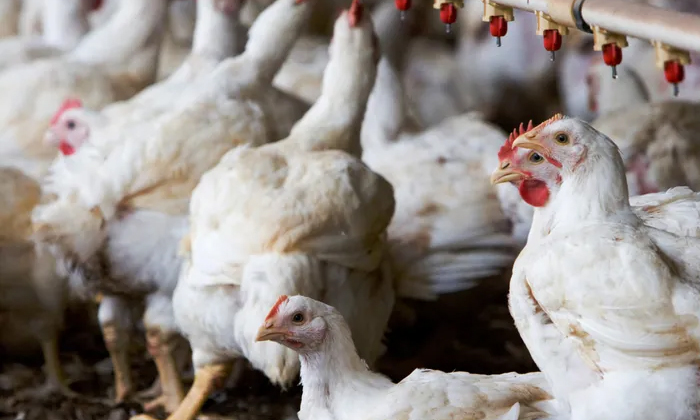 Telugu Bird Flue, Chickens Effect, Corona Virus, Covid 19 Third Wave Effect Is On Bird Flu And Chickens, Covid-19, Lock Down, Third Wave-Latest News - Telugu Telugu Bird Flue, Chickens Effect, Corona Virus, Covid 19 Third Wave Effect Is On Bird Flu And Chickens, Covid-19, Lock Down, Third Wave-Latest News - Telugu