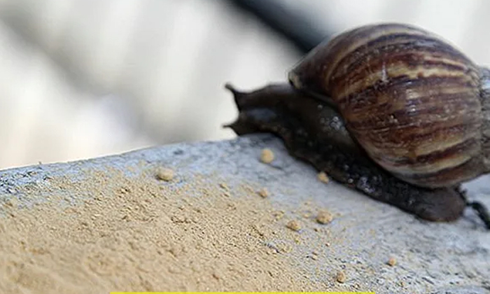 Telugu Africa, Ageing Problem, Facial, Japan, Rare Species Snail, Skin Care-Latest News - Telugu Telugu Africa, Ageing Problem, Facial, Japan, Rare Species Snail, Skin Care-Latest News - Telugu