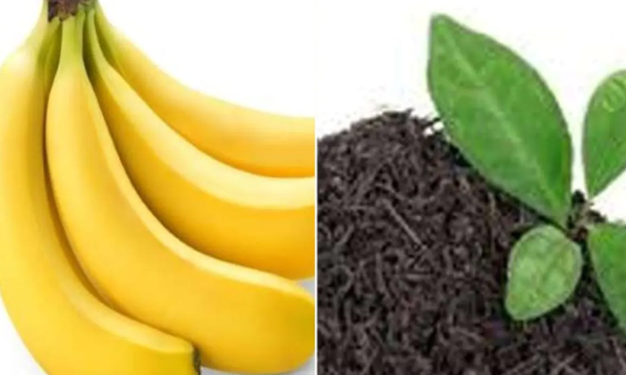 Telugu Banana, Covid, Kim Jong, North Korea-Latest News - Telugu Telugu Banana, Covid, Kim Jong, North Korea-Latest News - Telugu