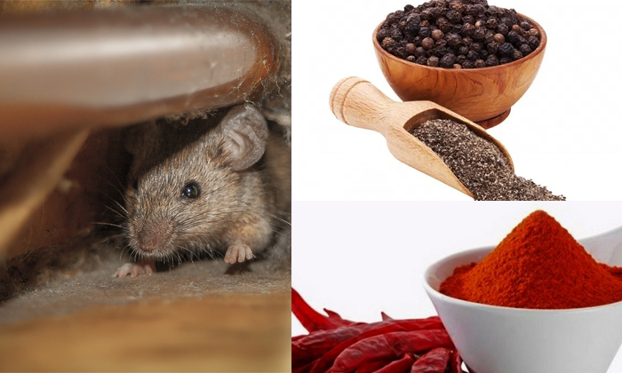 Telugu Cloves, Get Rid Of Rats, Home Remedies, Home Tips, Latest News, Lifestyle, Miriyalu, Onions, Potatoes, Rats, Rats In House, Rats Problem In House, Rats Problem Solution-Telugu Health - తెలుగు హెల్త్ టిప్స్ ,చిట్కాలు Telugu Cloves, Get Rid Of Rats, Home Remedies, Home Tips, Latest News, Lifestyle, Miriyalu, Onions, Potatoes, Rats, Rats In House, Rats Problem In House, Rats Problem Solution-Telugu Health - తెలుగు హెల్త్ టిప్స్ ,చిట్కాలు