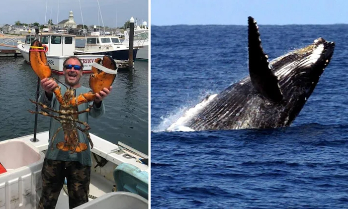 Telugu 40 Seconds In Whales Mouth, Commercial Lobster, Diver, Humpback Whale, Inside Whale\\'s Mouth, Lobster Diver Michael, Moment, Survives, Swallows And Splits, Terrifying, Usa, Viral News-Latest News - Telugu Telugu 40 Seconds In Whales Mouth, Commercial Lobster, Diver, Humpback Whale, Inside Whale\\'s Mouth, Lobster Diver Michael, Moment, Survives, Swallows And Splits, Terrifying, Usa, Viral News-Latest News - Telugu