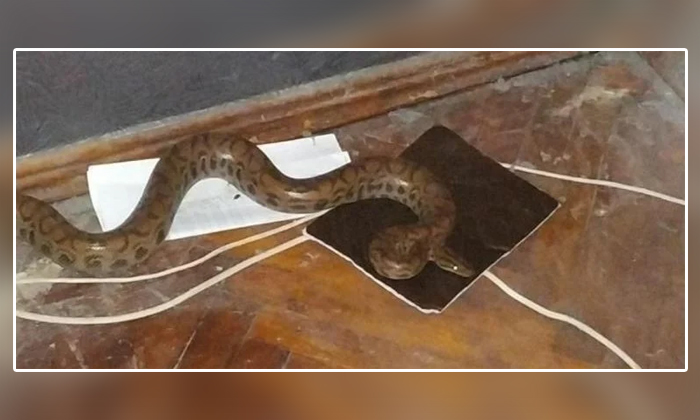 Telugu Anaconda, Guinness Record, Johannesberg, New Zealand, Paul Square, Python, South Africa, Viral, Viral Latest, Viral News, World Record Python, Zoo Enclosure-Latest News - Telugu Telugu Anaconda, Guinness Record, Johannesberg, New Zealand, Paul Square, Python, South Africa, Viral, Viral Latest, Viral News, World Record Python, Zoo Enclosure-Latest News - Telugu