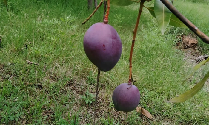 Telugu 7 Mangos, Jabalpur, Madhya Pradesh, Main Reason, One Kg 2.7 Lakh Rupees, Rare Mangoes, Ruby Color Mangoes, Security, Viral Latest, Viral News-Latest News - Telugu Telugu 7 Mangos, Jabalpur, Madhya Pradesh, Main Reason, One Kg 2.7 Lakh Rupees, Rare Mangoes, Ruby Color Mangoes, Security, Viral Latest, Viral News-Latest News - Telugu