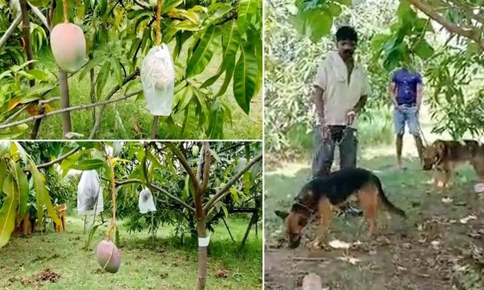 Telugu 7 Mangos, Jabalpur, Madhya Pradesh, Main Reason, One Kg 2.7 Lakh Rupees, Rare Mangoes, Ruby Color Mangoes, Security, Viral Latest, Viral News-Latest News - Telugu Telugu 7 Mangos, Jabalpur, Madhya Pradesh, Main Reason, One Kg 2.7 Lakh Rupees, Rare Mangoes, Ruby Color Mangoes, Security, Viral Latest, Viral News-Latest News - Telugu