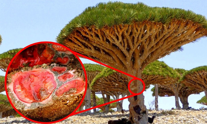 Telugu Blood, Blood From The Tree, Dragon Blood Tree, Dragons, Increases Sexual Immunity, Rod Waddington, Scientists, Trees, Very Interesting Facts, Very Rare Tree, Viral, Viral Latest, Viral News-Latest News - Telugu Telugu Blood, Blood From The Tree, Dragon Blood Tree, Dragons, Increases Sexual Immunity, Rod Waddington, Scientists, Trees, Very Interesting Facts, Very Rare Tree, Viral, Viral Latest, Viral News-Latest News - Telugu