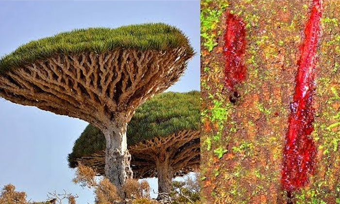Telugu Blood, Blood From The Tree, Dragon Blood Tree, Dragons, Increases Sexual Immunity, Rod Waddington, Scientists, Trees, Very Interesting Facts, Very Rare Tree, Viral, Viral Latest, Viral News-Latest News - Telugu Telugu Blood, Blood From The Tree, Dragon Blood Tree, Dragons, Increases Sexual Immunity, Rod Waddington, Scientists, Trees, Very Interesting Facts, Very Rare Tree, Viral, Viral Latest, Viral News-Latest News - Telugu