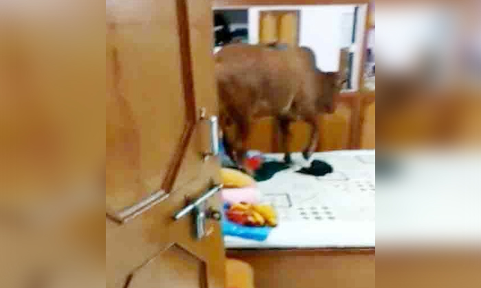 Telugu 3 Floor\\'s, An Ox, Bed, Bull, Madhya Pradesh, News Viral, Sleeping, Taking Rest, Three Story Building, Viral Latest, Viral Video-Latest News - Telugu Telugu 3 Floor\\'s, An Ox, Bed, Bull, Madhya Pradesh, News Viral, Sleeping, Taking Rest, Three Story Building, Viral Latest, Viral Video-Latest News - Telugu