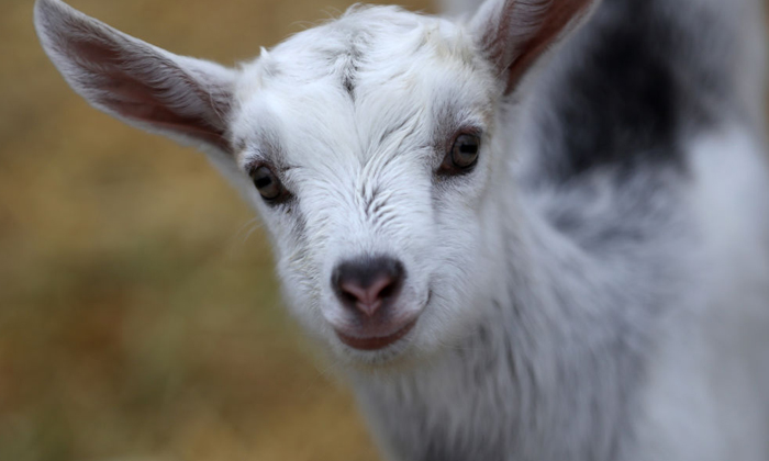 Telugu Crime News, Gang Rape On Goat, Goat Raped By Five People, Goat Raped By Five People Brutally In Pakistan Country, Pakistan Country-Telugu Crime News(క్రైమ్ వార్తలు) Telugu Crime News, Gang Rape On Goat, Goat Raped By Five People, Goat Raped By Five People Brutally In Pakistan Country, Pakistan Country-Telugu Crime News(క్రైమ్ వార్తలు)