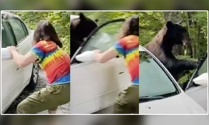 Telugu Bear Attack, Bear Broke Into Car, Bear In Car, Gatlinburg, Man Risks Life As He Tries To Scare Away Bear That Broke Into His Car, Social Media, Tennessee, Viral News, Viral Video-Latest News - Telugu Telugu Bear Attack, Bear Broke Into Car, Bear In Car, Gatlinburg, Man Risks Life As He Tries To Scare Away Bear That Broke Into His Car, Social Media, Tennessee, Viral News, Viral Video-Latest News - Telugu