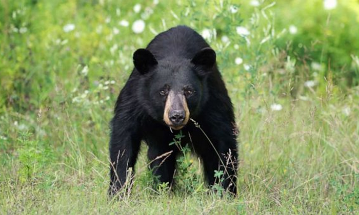 Telugu Bear Attack, Bear Broke Into Car, Bear In Car, Gatlinburg, Man Risks Life As He Tries To Scare Away Bear That Broke Into His Car, Social Media, Tennessee, Viral News, Viral Video-Latest News - Telugu Telugu Bear Attack, Bear Broke Into Car, Bear In Car, Gatlinburg, Man Risks Life As He Tries To Scare Away Bear That Broke Into His Car, Social Media, Tennessee, Viral News, Viral Video-Latest News - Telugu