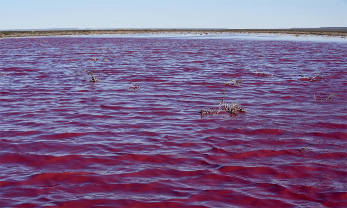 Telugu Argentina, Argentina Pool, Chemical Pollution Lagoon, Patagonia Lagoon, Petagonia, Pink Water Inflow, Pollution Effect, Pollution Turns Argentina Lake Bright Pink, Viral Lagoon, Viral Lake, Viral News, Water In Pink Color-Latest News - Telugu Telugu Argentina, Argentina Pool, Chemical Pollution Lagoon, Patagonia Lagoon, Petagonia, Pink Water Inflow, Pollution Effect, Pollution Turns Argentina Lake Bright Pink, Viral Lagoon, Viral Lake, Viral News, Water In Pink Color-Latest News - Telugu