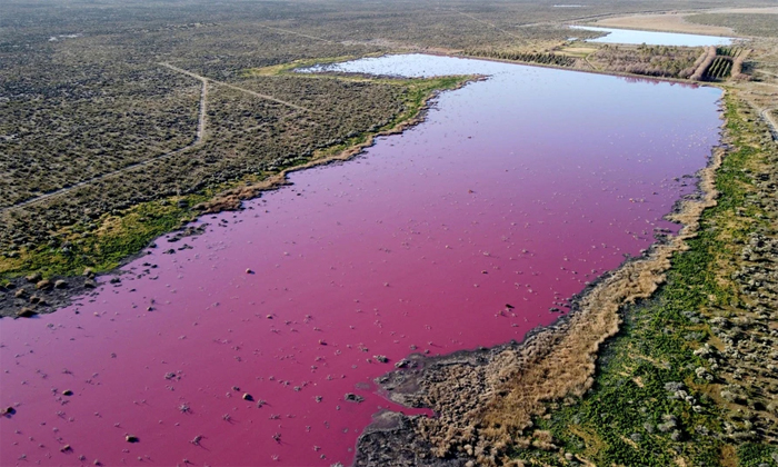 Telugu Argentina, Argentina Pool, Chemical Pollution Lagoon, Patagonia Lagoon, Petagonia, Pink Water Inflow, Pollution Effect, Pollution Turns Argentina Lake Bright Pink, Viral Lagoon, Viral Lake, Viral News, Water In Pink Color-Latest News - Telugu Telugu Argentina, Argentina Pool, Chemical Pollution Lagoon, Patagonia Lagoon, Petagonia, Pink Water Inflow, Pollution Effect, Pollution Turns Argentina Lake Bright Pink, Viral Lagoon, Viral Lake, Viral News, Water In Pink Color-Latest News - Telugu