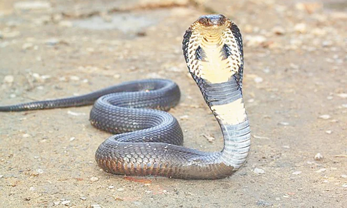 Telugu Baliya District, Five Members Died, Medicine Supply, Officers Alert, Rainy Season, Snake, Snake Bites In Up, Utharpradesh, Vhc-Latest News - Telugu Telugu Baliya District, Five Members Died, Medicine Supply, Officers Alert, Rainy Season, Snake, Snake Bites In Up, Utharpradesh, Vhc-Latest News - Telugu