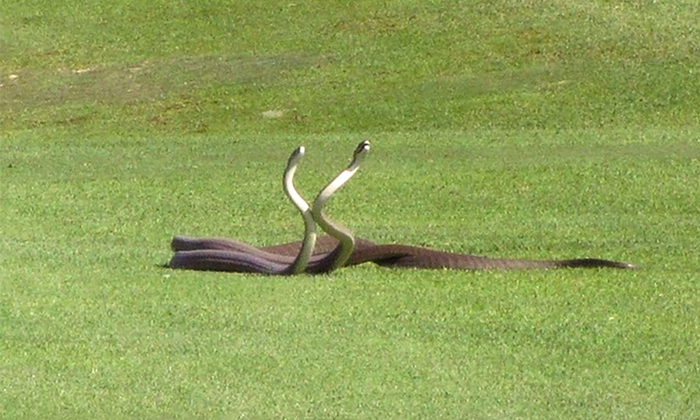 Telugu Cobra Snake Dancing, Snake Dance, Snake Dancing On The Road, Social Media, Tourist Places, Trending, Viral Snake Dancing Video, Viral Video-Latest News - Telugu Telugu Cobra Snake Dancing, Snake Dance, Snake Dancing On The Road, Social Media, Tourist Places, Trending, Viral Snake Dancing Video, Viral Video-Latest News - Telugu