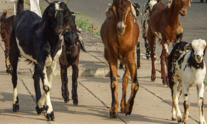 Telugu 14.8 Laks, 150 Kg . And 170 Kg, And Pista, Badam, Goats, High Price, Lakno, Two Goats, Up State-Latest News - Telugu Telugu 14.8 Laks, 150 Kg . And 170 Kg, And Pista, Badam, Goats, High Price, Lakno, Two Goats, Up State-Latest News - Telugu