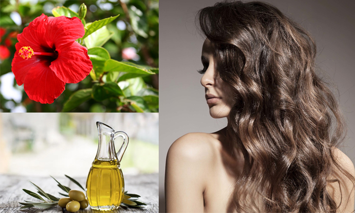 Telugu Benefits Of Hibiscus, Curd, Hair, Hair Care, Hair Care Tips, Hair Massage, Hibiscus, Hibiscus For Hair, Hibiscus Hair Packs, Hibiscus Paste, Latest News, Mandaram, Olive Oil, Silky Hair-Telugu Health Telugu Benefits Of Hibiscus, Curd, Hair, Hair Care, Hair Care Tips, Hair Massage, Hibiscus, Hibiscus For Hair, Hibiscus Hair Packs, Hibiscus Paste, Latest News, Mandaram, Olive Oil, Silky Hair-Telugu Health