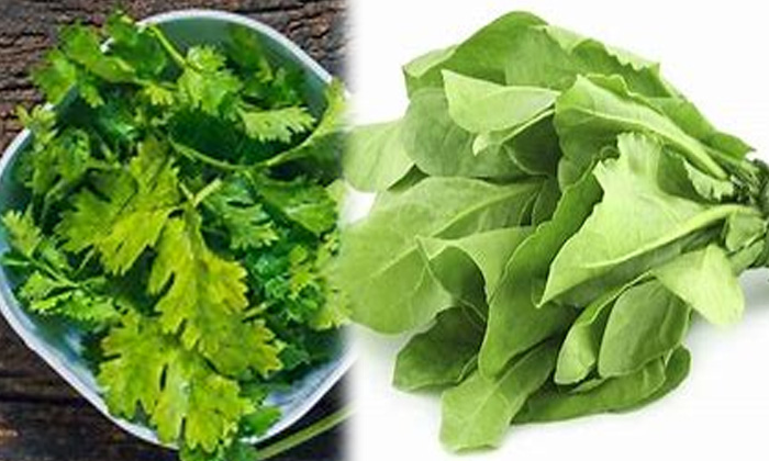 Telugu Benefits Of Leafy Vegetables, Bone Health, Bones, Good Health, Health, Health Tips, Latest News, Leafy Vegetables, Strong Bones-Telugu Health - తెలుగు హెల్త్ టిప్స్ ,చిట్కాలు Telugu Benefits Of Leafy Vegetables, Bone Health, Bones, Good Health, Health, Health Tips, Latest News, Leafy Vegetables, Strong Bones-Telugu Health - తెలుగు హెల్త్ టిప్స్ ,చిట్కాలు