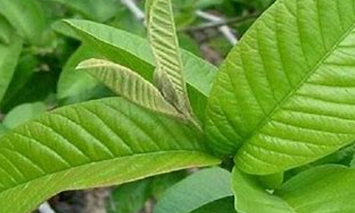 Telugu Basil Leaves, Guava Leaves, Hair, Hair Care, Hair Care Tips, Hair Packs, Long Hair, Tamarind Leaves-Telugu Health - తెలుగు హెల్త్ టిప్స్ ,చిట్కాలు Telugu Basil Leaves, Guava Leaves, Hair, Hair Care, Hair Care Tips, Hair Packs, Long Hair, Tamarind Leaves-Telugu Health - తెలుగు హెల్త్ టిప్స్ ,చిట్కాలు