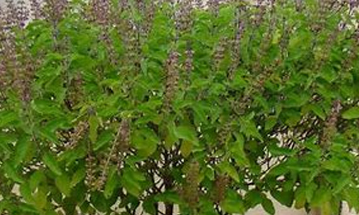Telugu Basil Leaves, Guava Leaves, Hair, Hair Care, Hair Care Tips, Hair Packs, Long Hair, Tamarind Leaves-Telugu Health - తెలుగు హెల్త్ టిప్స్ ,చిట్కాలు Telugu Basil Leaves, Guava Leaves, Hair, Hair Care, Hair Care Tips, Hair Packs, Long Hair, Tamarind Leaves-Telugu Health - తెలుగు హెల్త్ టిప్స్ ,చిట్కాలు
