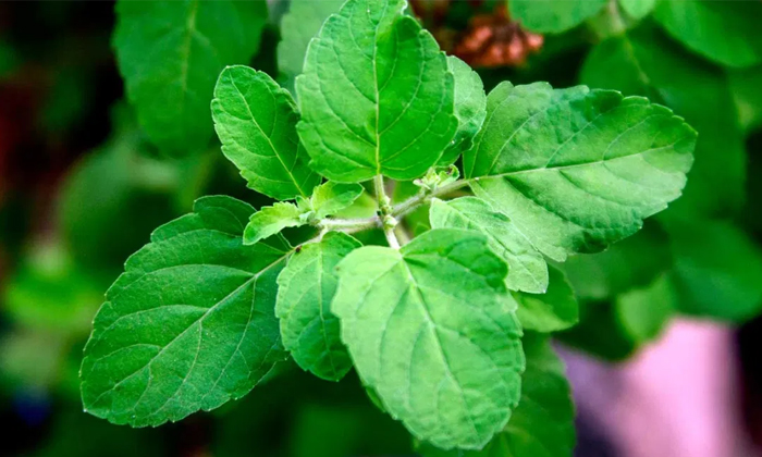 Telugu Amla, Basil Leaves, Benefits Of Mustard Oil, Healthy Teeth, Mustard Oil, Mustard Oil For Teeth, Teeth, Teeth Care, Teeth Tips, Teeth Whitening, Tomato Juice, Tulasi Leaves, Usiri-Telugu Health - తెలుగు హెల్త్ టిప్స్ ,చిట్కాలు Telugu Amla, Basil Leaves, Benefits Of Mustard Oil, Healthy Teeth, Mustard Oil, Mustard Oil For Teeth, Teeth, Teeth Care, Teeth Tips, Teeth Whitening, Tomato Juice, Tulasi Leaves, Usiri-Telugu Health - తెలుగు హెల్త్ టిప్స్ ,చిట్కాలు
