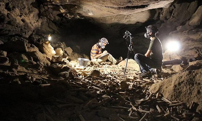Telugu 1917 Bones Available, Animals Bones, Cave, Found, Hyenas Den, Saudi Arabia, Scientists, Seven Thousand Years Old Hyenas Den-Latest News - Telugu Telugu 1917 Bones Available, Animals Bones, Cave, Found, Hyenas Den, Saudi Arabia, Scientists, Seven Thousand Years Old Hyenas Den-Latest News - Telugu