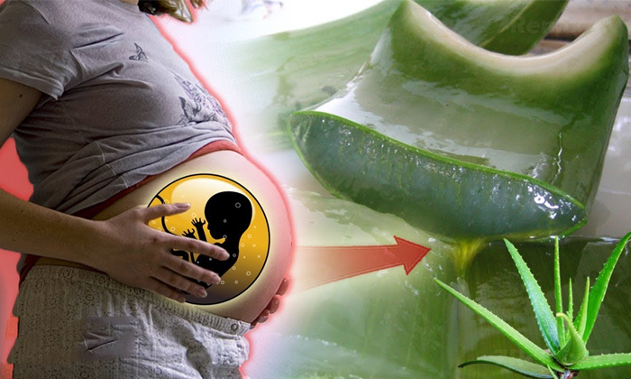 Telugu Aloe Vera, Aloe Vera Juice, Benefits Of Aloe Vera. Latest News, Good Health, Health, Health Tips, Heart Problems, Low Bp, Pregnancy Women, Side Effects Of Aloe Vera, Weigh Loss-Telugu Health Telugu Aloe Vera, Aloe Vera Juice, Benefits Of Aloe Vera. Latest News, Good Health, Health, Health Tips, Heart Problems, Low Bp, Pregnancy Women, Side Effects Of Aloe Vera, Weigh Loss-Telugu Health