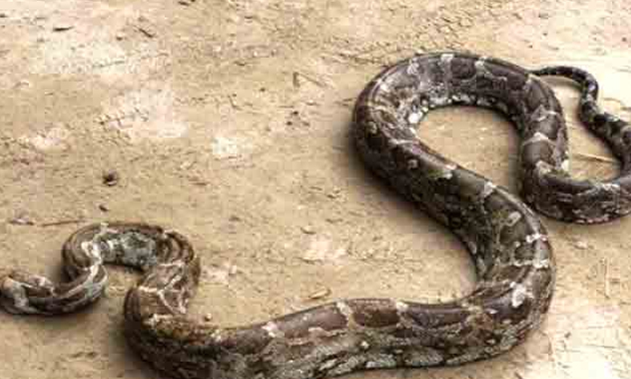 Telugu Crocodile, Eaten, Phyton, Social Media, Viral, Viral Latest, Viral News-Latest News - Telugu Telugu Crocodile, Eaten, Phyton, Social Media, Viral, Viral Latest, Viral News-Latest News - Telugu