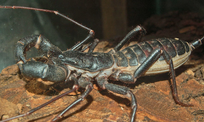 Telugu Bug, Mix, Scorpion, Social Media, Spider, Us Park Service, Viral Latest, Viral News-Latest News - Telugu Telugu Bug, Mix, Scorpion, Social Media, Spider, Us Park Service, Viral Latest, Viral News-Latest News - Telugu