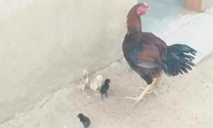 Telugu .viral Cock, Andhra Pradesh, Ap, Cock Laying, East Godavari District, Eggs, Five Eggs, Hen, Peddkannalli St Colony, Subramanyam Reddy, Tottambedu, Veterinary Officers-Latest News - Telugu Telugu .viral Cock, Andhra Pradesh, Ap, Cock Laying, East Godavari District, Eggs, Five Eggs, Hen, Peddkannalli St Colony, Subramanyam Reddy, Tottambedu, Veterinary Officers-Latest News - Telugu