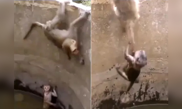 Telugu Child Monkey, Child Monkey Into Well, Monkey, Mother Monkey, Mother Monkey Adventure, Mother\\'s Love, Social Media, Viral Animals Video, Viral Monkey, Viral News-Latest News - Telugu Telugu Child Monkey, Child Monkey Into Well, Monkey, Mother Monkey, Mother Monkey Adventure, Mother\\'s Love, Social Media, Viral Animals Video, Viral Monkey, Viral News-Latest News - Telugu