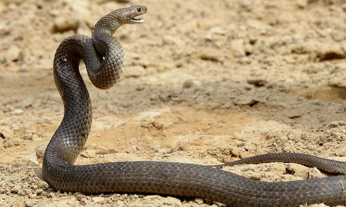 Telugu Person Saves Snake Attack, Poisonous Snake, Snake, Snake Attacking, Snake Attacks Person, Social Media, Viral, Viral Animals Video, Viral News, Viral Snake-Latest News - Telugu Telugu Person Saves Snake Attack, Poisonous Snake, Snake, Snake Attacking, Snake Attacks Person, Social Media, Viral, Viral Animals Video, Viral News, Viral Snake-Latest News - Telugu
