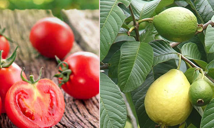 Telugu Tips, Benefits Guava, Guava, Guava Skin, Latest, Skin Care, Skin Care Tip