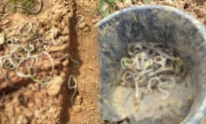 Telugu Anantha Puram, Andra Prdesh, Farmer, Snake, Viral, Viral News, Work On The Farm-Latest News - Telugu Telugu Anantha Puram, Andra Prdesh, Farmer, Snake, Viral, Viral News, Work On The Farm-Latest News - Telugu