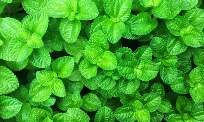Telugu Benefits Of Steaming, Control Headache, Ginger, Good Health, Headache, Health, Health Tips, Mint Leaves, Natural Tips, Steaming-Telugu Health - తెలుగు హెల్త్ టిప్స్ ,చిట్కాలు Telugu Benefits Of Steaming, Control Headache, Ginger, Good Health, Headache, Health, Health Tips, Mint Leaves, Natural Tips, Steaming-Telugu Health - తెలుగు హెల్త్ టిప్స్ ,చిట్కాలు