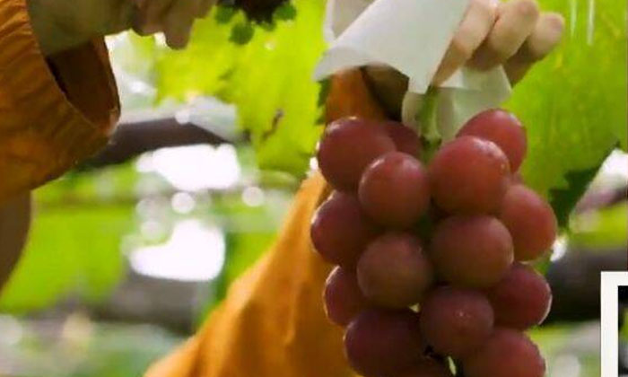 Telugu 30 Thousnad, 8.8 Lacs, Costly Graps, Grapes, High Rates, Indial Currancy, Japan, Rubi Roaman, Viral-Latest News - Telugu Telugu 30 Thousnad, 8.8 Lacs, Costly Graps, Grapes, High Rates, Indial Currancy, Japan, Rubi Roaman, Viral-Latest News - Telugu