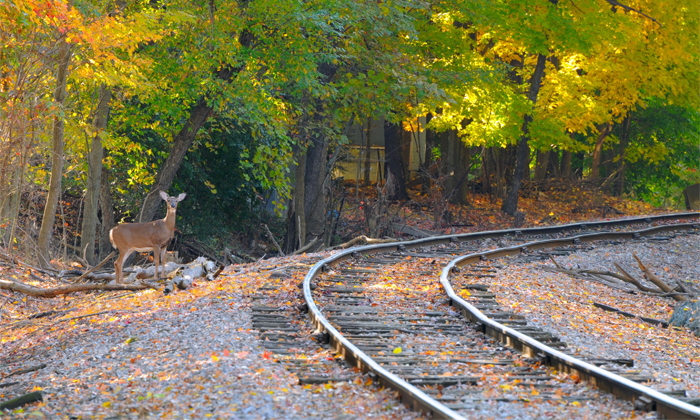 Telugu Be Like, Bullet Trains, Deers On Railway Tracks, Dog Barking Train Horn, Dogs, Dogs Barking, Forest Animals On Railway Tracks, Japan Technology, Japan Trains, Lions, Sound Horn, Trains-Latest News - Telugu Telugu Be Like, Bullet Trains, Deers On Railway Tracks, Dog Barking Train Horn, Dogs, Dogs Barking, Forest Animals On Railway Tracks, Japan Technology, Japan Trains, Lions, Sound Horn, Trains-Latest News - Telugu