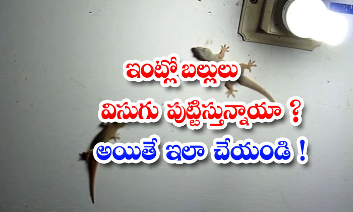  How To Remove Lizards From House! Lizards, House, Latest News, Lifestyle, Health-TeluguStop.com