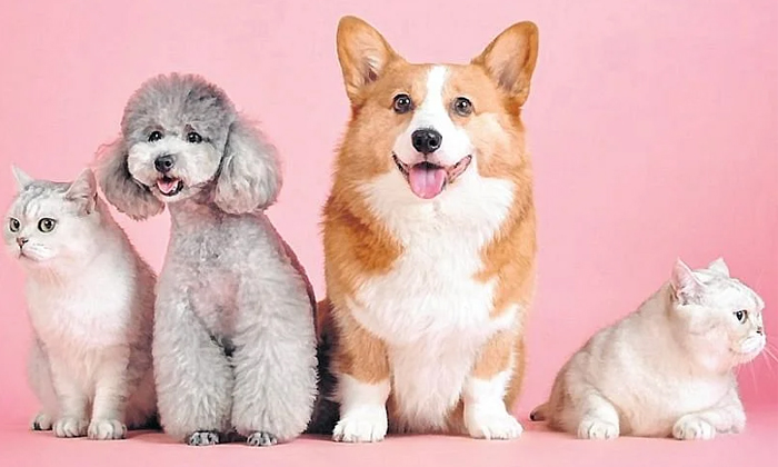 Telugu Cat, Dog, Dogs And Cat, Domestic Animals, Latest News, Launched, New Android App, New Application, Noida, Noida Officers, One Thousand Fee, Pet Registration App, Registration, Viral Latest-Latest News - Telugu Telugu Cat, Dog, Dogs And Cat, Domestic Animals, Latest News, Launched, New Android App, New Application, Noida, Noida Officers, One Thousand Fee, Pet Registration App, Registration, Viral Latest-Latest News - Telugu