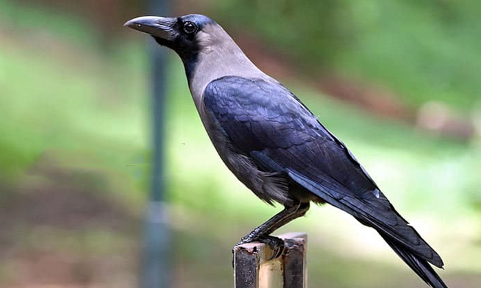 Telugu Ancestors, Crows, Crows As Ancestors, Crows History, Hindu Rituals, Peace To Ancestors Soul, Pitru Paksha 2021, Telugu Bhakthi-Telugu Bhakthi Telugu Ancestors, Crows, Crows As Ancestors, Crows History, Hindu Rituals, Peace To Ancestors Soul, Pitru Paksha 2021, Telugu Bhakthi-Telugu Bhakthi