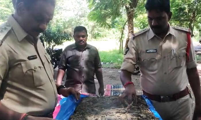 Telugu 122 Kg Cannabis Caught, Boorugupudi Village, Cannabis Smuggling, Crime News, Dsp Srinivasarao, Ganja Smuggling, God Photos, Keerlampudi Mandal, Poilce Arrest-Press Releases Telugu 122 Kg Cannabis Caught, Boorugupudi Village, Cannabis Smuggling, Crime News, Dsp Srinivasarao, Ganja Smuggling, God Photos, Keerlampudi Mandal, Poilce Arrest-Press Releases