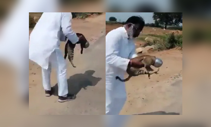 Telugu Cat, Helped Tiger, Latest News, Moinabad, Social Media, Tiger, Viral Latest, Viral News, Ysrtp Spokes Person Konda Raghava Reddy-Latest News - Telugu Telugu Cat, Helped Tiger, Latest News, Moinabad, Social Media, Tiger, Viral Latest, Viral News, Ysrtp Spokes Person Konda Raghava Reddy-Latest News - Telugu