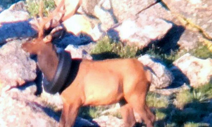 Telugu Moose, Scott Murdoch, Tire Around Its Neck, Two Yaears, Viral, Viral News, Wildlife Conservation Officers-Latest News - Telugu Telugu Moose, Scott Murdoch, Tire Around Its Neck, Two Yaears, Viral, Viral News, Wildlife Conservation Officers-Latest News - Telugu