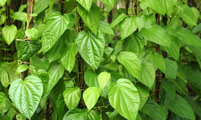 Telugu Acid Niticum, Banana Peel, Health Benifits, Health Care, Health Care Tips, Health Tips, Latest News, Leaf, Neck, Puli Piri, Pulipirulu, Warts Problem, Warts Reducing Tips-Telugu Health Telugu Acid Niticum, Banana Peel, Health Benifits, Health Care, Health Care Tips, Health Tips, Latest News, Leaf, Neck, Puli Piri, Pulipirulu, Warts Problem, Warts Reducing Tips-Telugu Health