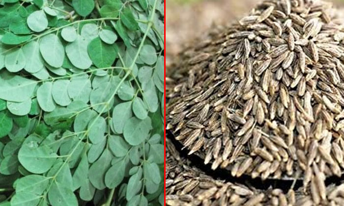 Telugu Drumstick Soup, Tips, Immutable, Latest, Soup, Season, Season Tips-Telugu Health - తెలుగు హెల్త్ టిప్స్ ,చిట్కాలు Telugu Drumstick Soup, Tips, Immutable, Latest, Soup, Season, Season Tips-Telugu Health - తెలుగు హెల్త్ టిప్స్ ,చిట్కాలు