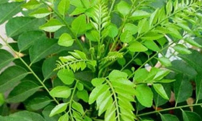 Telugu Blood Sugar Levels, Diabetes, Diabetic Patients, Good Health, Health, Health Tips, Latest News, Plants-Telugu Health - తెలుగు హెల్త్ టిప్స్ ,చిట్కాలు Telugu Blood Sugar Levels, Diabetes, Diabetic Patients, Good Health, Health, Health Tips, Latest News, Plants-Telugu Health - తెలుగు హెల్త్ టిప్స్ ,చిట్కాలు