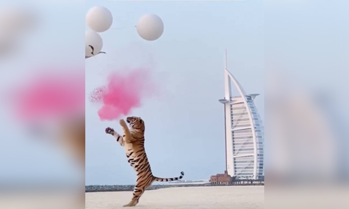 Telugu Dubai Burj Al Arab Hotel, Fire, Gender Reveal, Latest News, Lion, Male Or Female, Netizens, News Viral, Pink Color, Social Media, Tiger Gender Reveal, Viral Latest-Latest News - Telugu Telugu Dubai Burj Al Arab Hotel, Fire, Gender Reveal, Latest News, Lion, Male Or Female, Netizens, News Viral, Pink Color, Social Media, Tiger Gender Reveal, Viral Latest-Latest News - Telugu