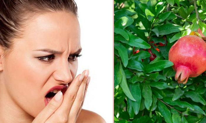 Telugu Benefits Of Pomegranate Leaves, Good Health, Health, Health Tips, Latest News, Pomegranate Leaves, Pomegranate Leaves For Health-Telugu Health - తెలుగు హెల్త్ టిప్స్ ,చిట్కాలు Telugu Benefits Of Pomegranate Leaves, Good Health, Health, Health Tips, Latest News, Pomegranate Leaves, Pomegranate Leaves For Health-Telugu Health - తెలుగు హెల్త్ టిప్స్ ,చిట్కాలు