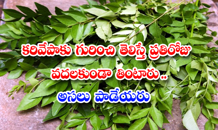  Healthbenefits Of Curry Leaves In Telugu , Curry Leaves , Stems, Bark , Kidney Stones, Blood Pressure, Health Benefits , Health Tips-TeluguStop.com