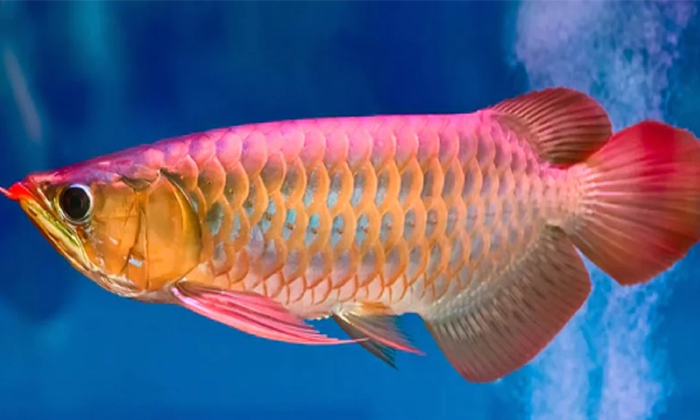 Telugu Aquarium, Hindu, Idol, Luck, Vasth Tips, Vasthu, Vasthu Tips, Worship-Telugu Bhakthi Telugu Aquarium, Hindu, Idol, Luck, Vasth Tips, Vasthu, Vasthu Tips, Worship-Telugu Bhakthi